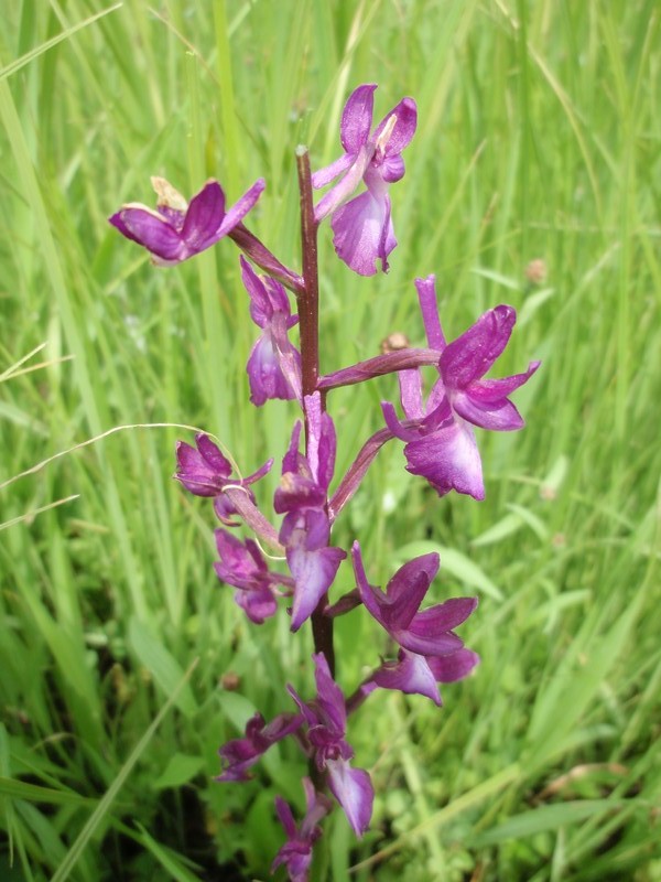 forse  una orchidea? Anacamptis laxiflora